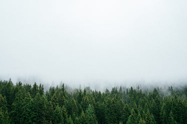 Photo of a green, deciduous forest. The sky is just clouds.