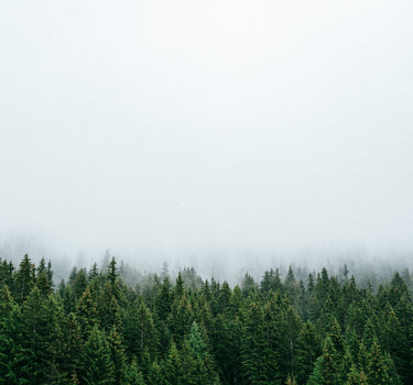 Photo of a green, deciduous forest. The sky is just clouds.